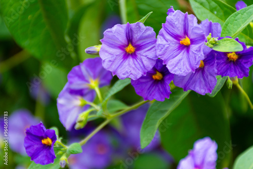 flowers in the garden