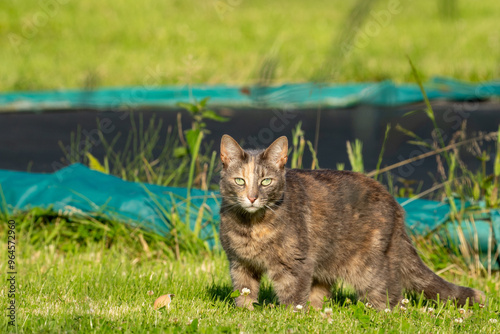 cat in the grass photo