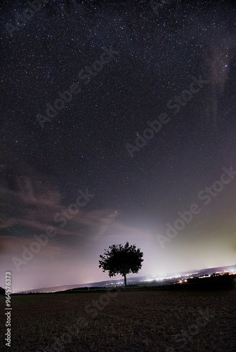 lonely tree