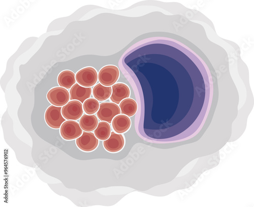 Chlamydia Trachomatis Bacteria Illustration Isolated on White Background