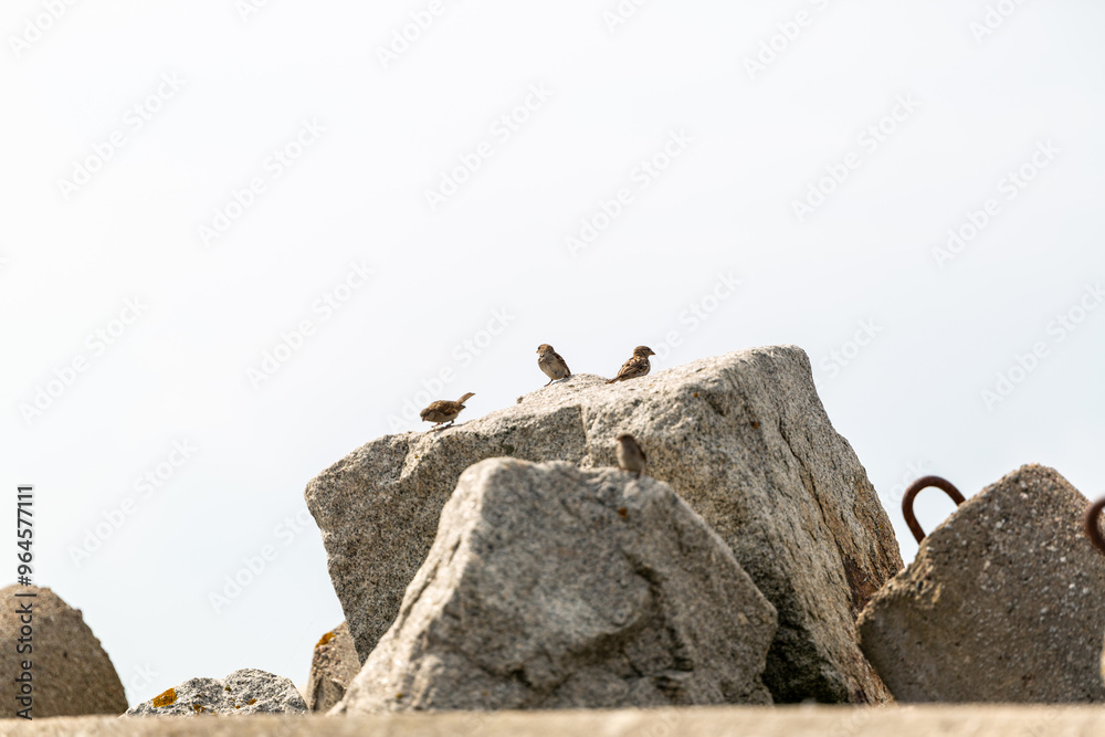 birds on rock
