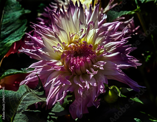 Billede på lærred View of dahlia in the garden. Variety - Que sera