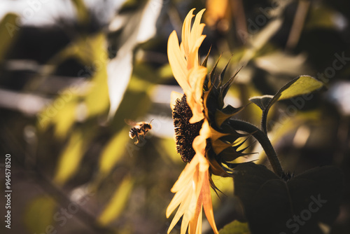 a flower with bee