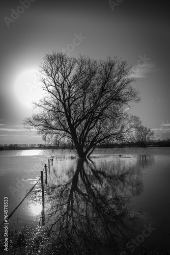 tree in sun