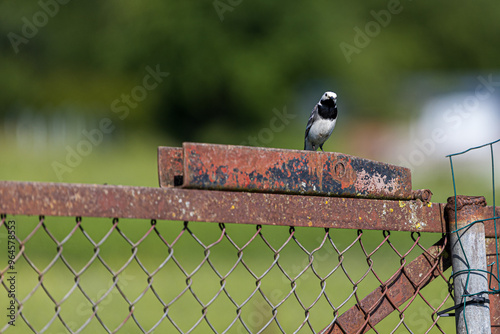 bird on a wire