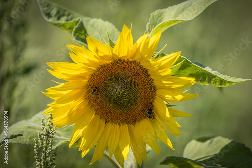sunflower with bee