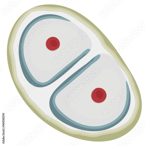 Chondrocyte Cell Illustration Isolated on White Background