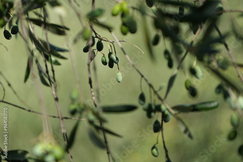 olives hanging on an olive tree wallpaper green background foliage tuscany italy