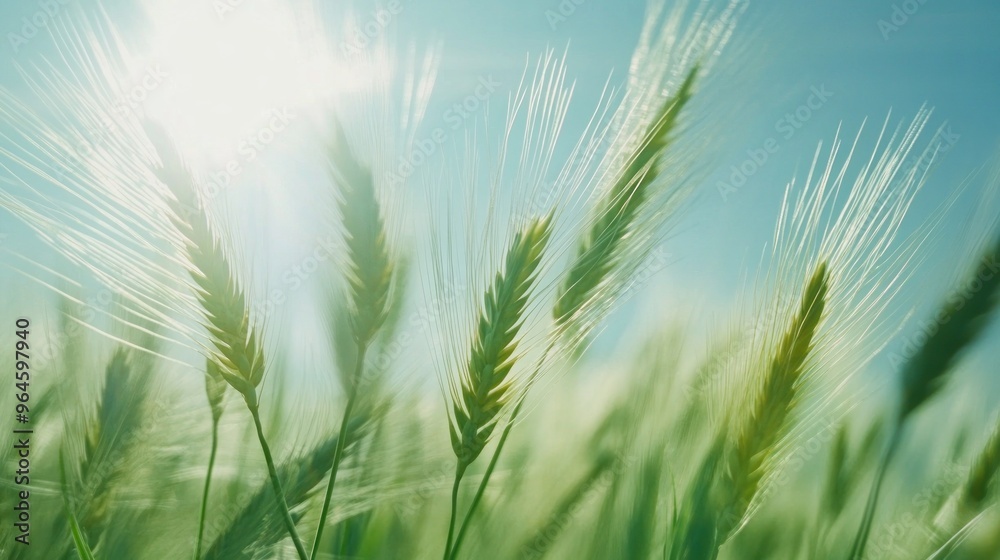 Wheat Field in Sunlight Wheat Field in Sunlight