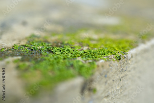 Mousse et lichen