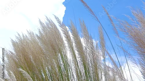 Saccharum spontaneum flower swaying against the blue-white sky of autumn in the wind. It grows on fallow land commonly known as wild sugarcane and Kans grass. Close-up views 4k video. 