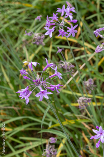 PLANTA NATURAL CON FLORES. LA PLANTA ESTÁ EN LA TIERRA- LAS HOJAS SON MUY LARGAS. LAS FLORES SON DE COLOR MORADO. FLOR DE AJO. TULBAGHIA VIOLACEA. photo