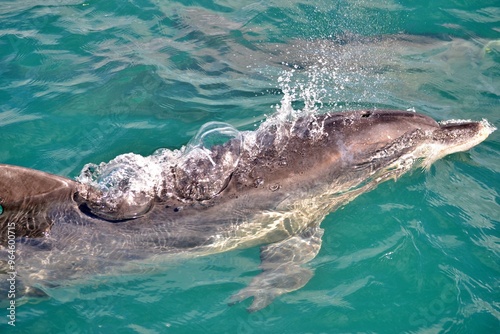Tableau sur toile Indo-Pacific bottlenose dolphin surfacing in Algoa Bay, South Africa
