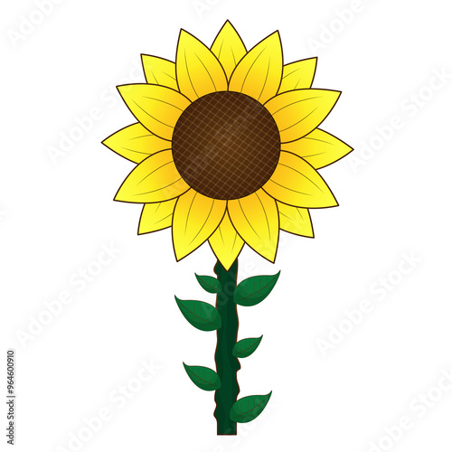 sun flower vector illustration