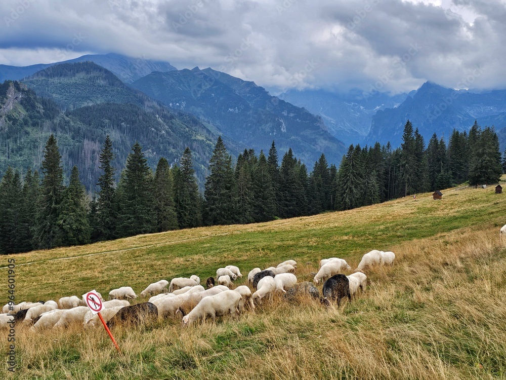 Fototapeta premium herd of sheep on a meadow in the Tatra mountains in Poland