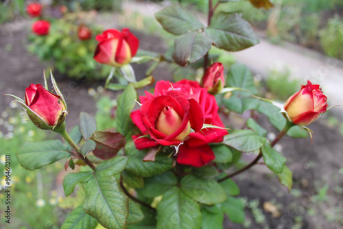 Red roses in the garden. Summer flover. Petals. Green leaves. Summer garden. Roses blooming. Flora. Red blossom. Red rose head. Close up view. Pretty red flowers.