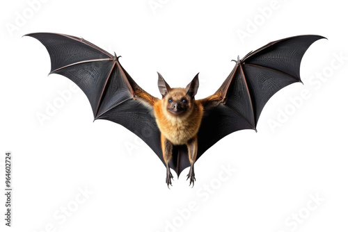 Single bat, full-body view, centered isolation against a stark white backdrop, textures and contours highlighting unique bat characteristics, high-resolution stock photograph, studio lighting