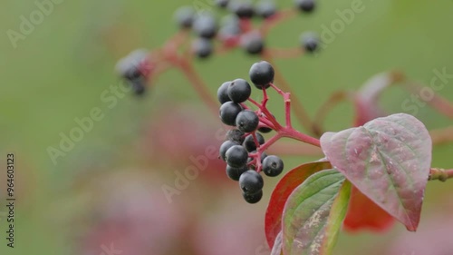 twig with real dogwood swaying in the wind, black berries and red green leaves, Cornus sanguinea blowing in the wind  photo