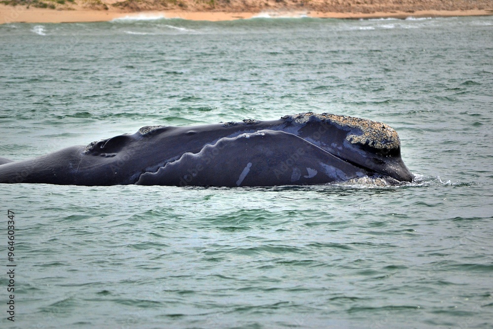Obraz premium Southern Right whale face close-up, South Africa