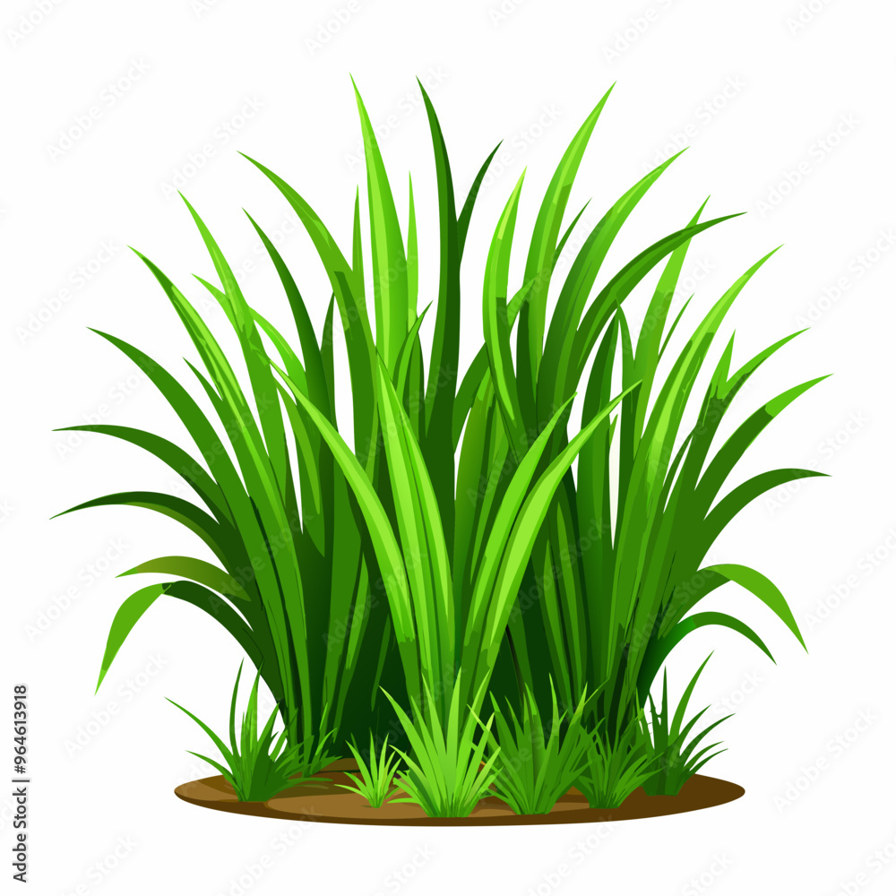 green grass isolated on white green grass isolated on white