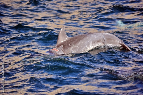 Indo-Pacific bottlenose dolphin with skin lesion photo