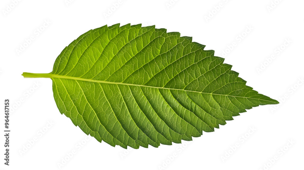 Fototapeta premium A fresh green leaf isolated on white background 