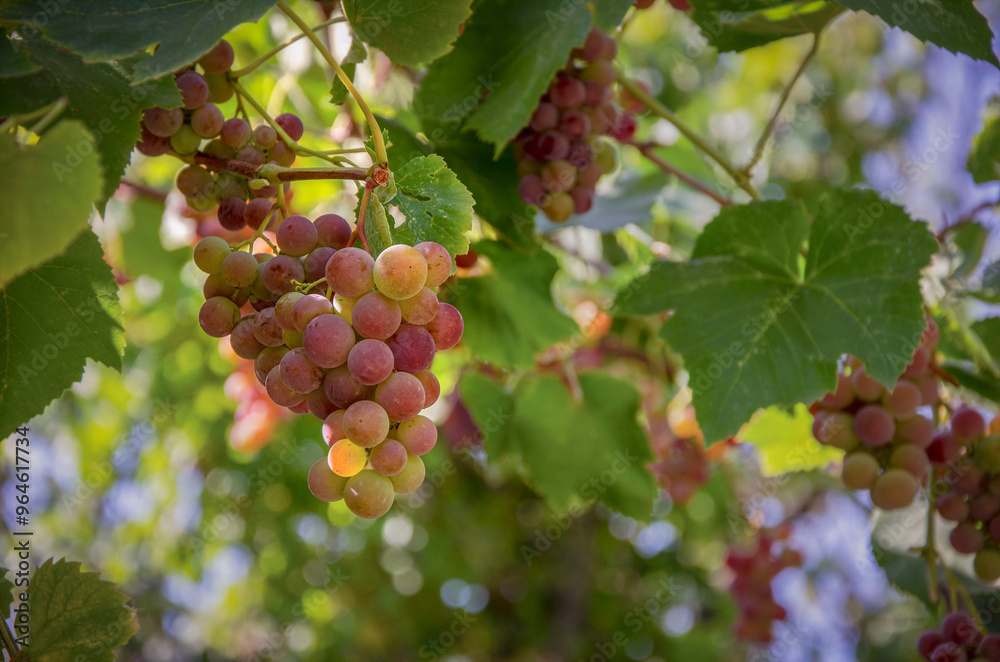grapes on vine