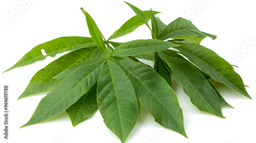 Fresh green leaves of bay leaf isolated on white background ,Beautiful green leaves isolated on white background