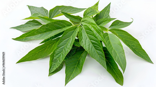 Fresh green leaves of bay leaf isolated on white background ,Beautiful green leaves isolated on white background