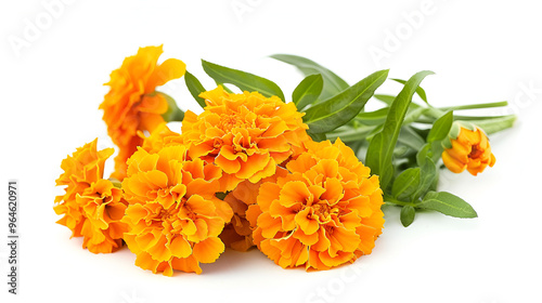 Orange marigold flowers on a white background ,yellow marigolds with green leaves are beautifully captured