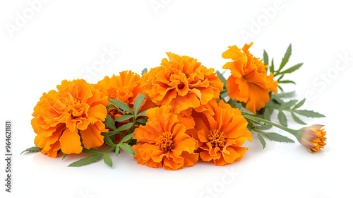 Orange marigold flowers on a white background ,yellow marigolds with green leaves are beautifully captured