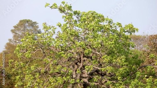 Living nature, beautiful video with a flight of swallows and a pequi tree (Caryocar brasiliense) highlighted in the background. photo