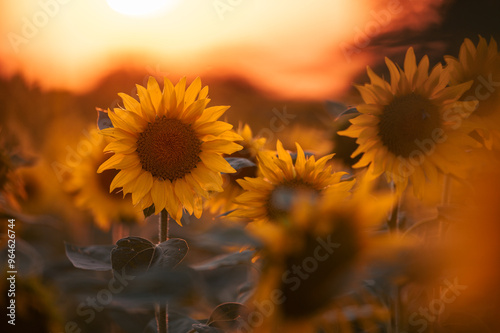 A field of blooming sunflowers is bathed in the warm colors of sunset. The golden hour light enhances the beauty of the scene, creating a picturesque view.