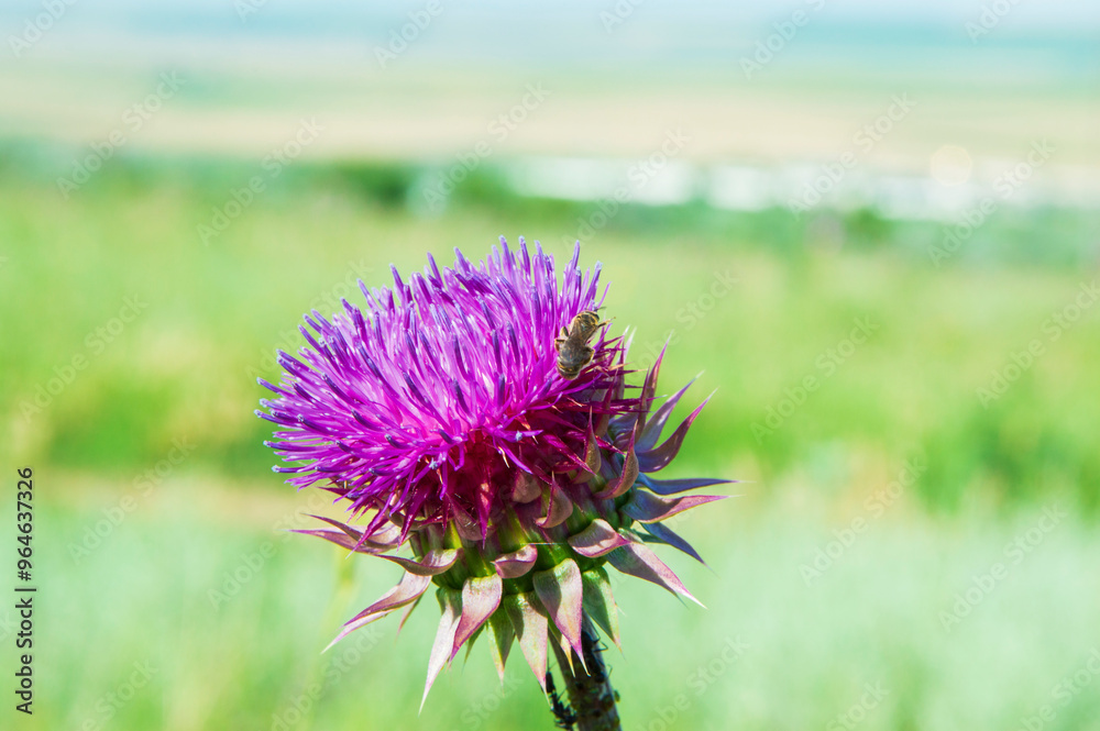 close-up: big round red-purple wild flower of milk thistle with the perianth in the form of a multi-rayed star with a bee on it close-up: big round red-purple wild flower of milk thistle with the perianth in the form of a multi-rayed star with a bee on it