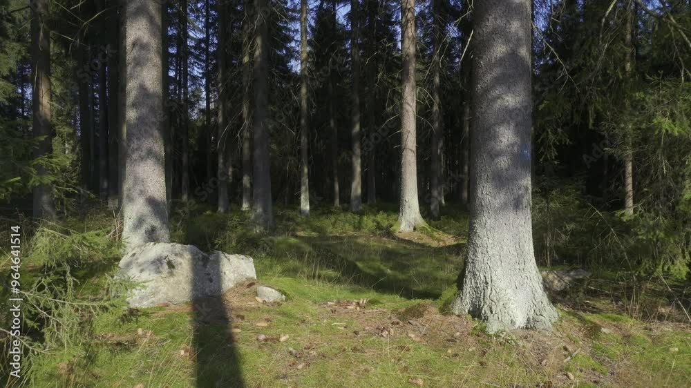 Wind Gently Blowing Through Grass in a Serene Forest
Wind Gently Blowing Through Grass in a Serene Forest
