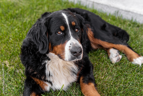 Black bernese mountain dog on grass. Friendly pet dog