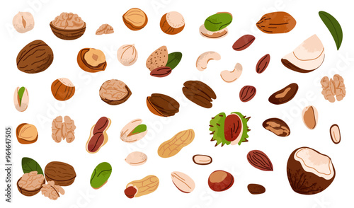 Nuts set. Walnuts, hazelnuts and coconut. Healthy vegan snack pistachios, chestnuts and almond, cashews and peanuts. Different superfood. Natural food product vector cartoon flat isolated illustration