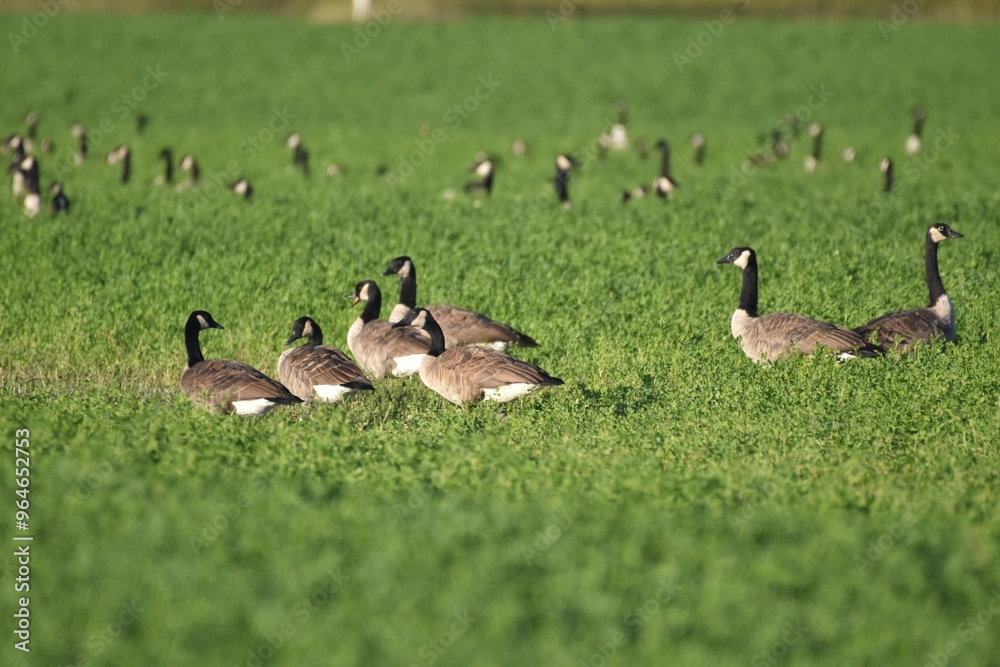 A flock of Canada geese A flock of Canada geese