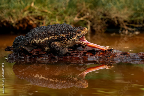 Pseudobufo subasper (or Suck Toad) and its reflection catching an insect as its prey by its tongue. This toad can only be found in peat swamps, Borneo island, Indonesia. photo