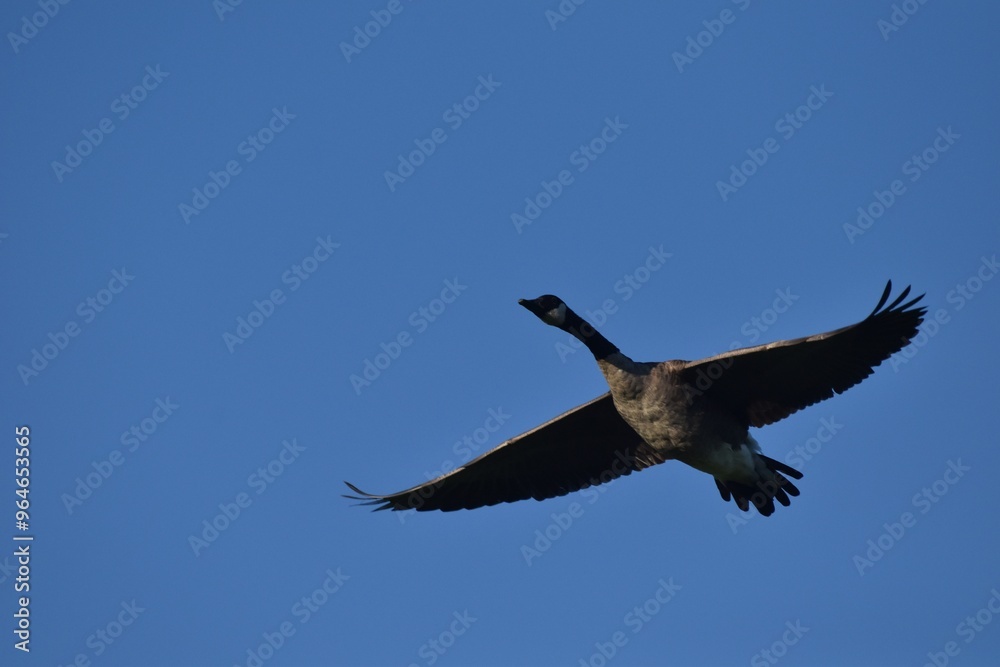 Obraz premium A flock of Canada geese 
