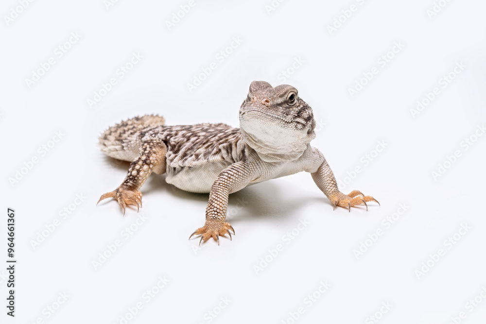 Obraz premium Uromastyx Hybrid is a type of lizard resulting from the crossbreeding of different species within the Uromastyx genus.