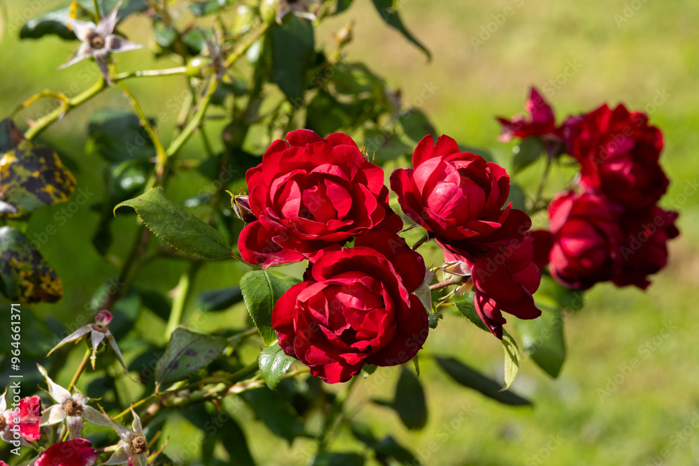 red roses in their natural habitat, in full bloom at close range,elegant, intimate, romantic, delicate