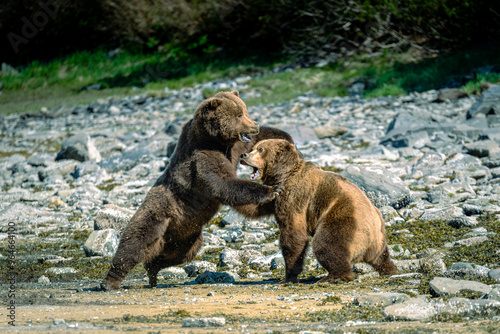 Bear Fight in Alaska