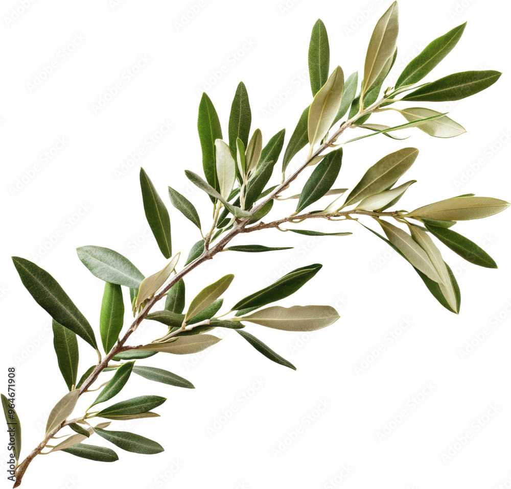 Olive branch with leaves isolated on white background
Olive branch with leaves isolated on white background