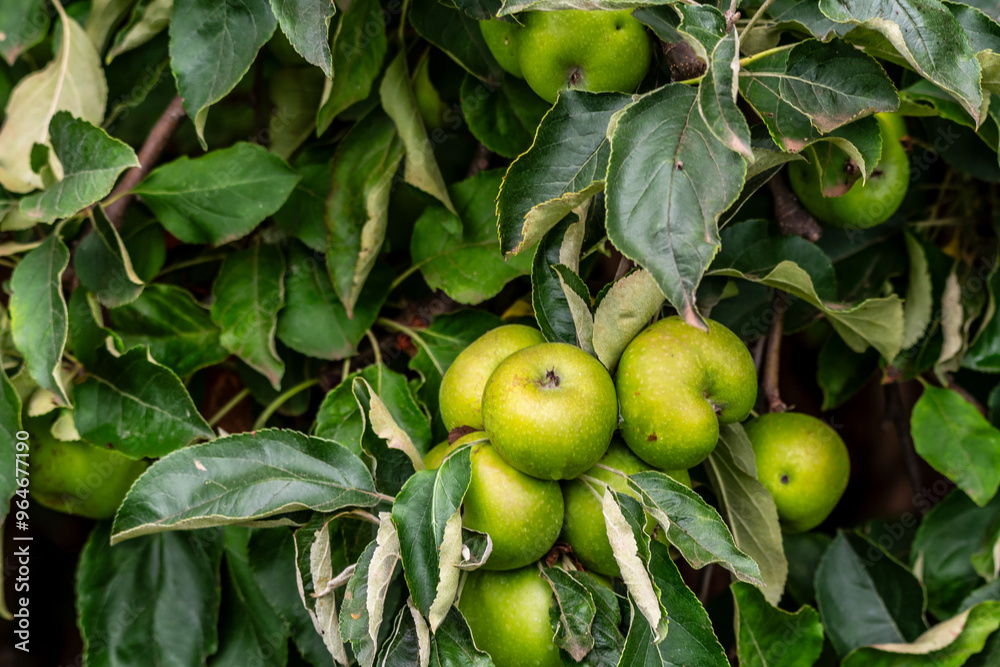 Malus domestica pertenece a la familia Rosaceae. Malus domestica pertenece a la familia Rosaceae.