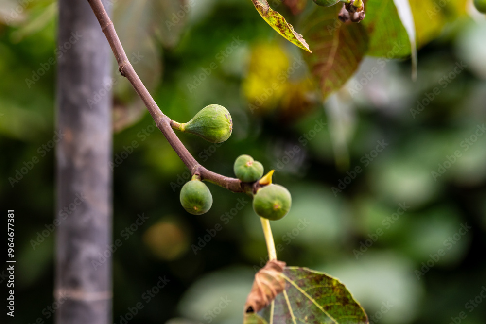 Ficus carica pertenece a la familia Moraceae. Ficus carica pertenece a la familia Moraceae.