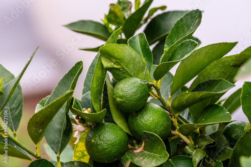 Citrus × aurantifolia pertenece a la familia Rutaceae. photo