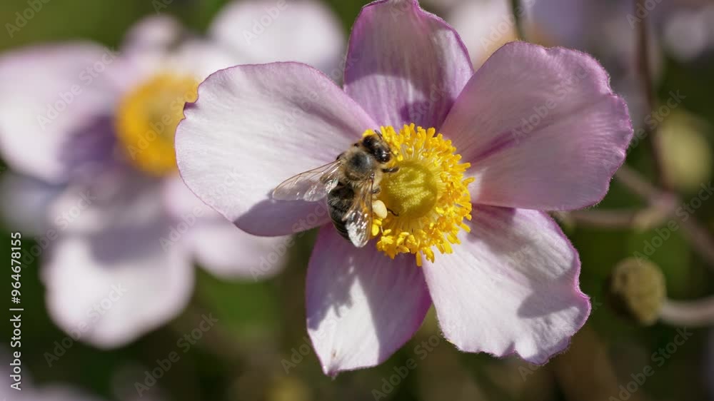 A close-up view shows bees actively collecting nectar from beautifully blooming flowers in a lush garden setting. This vibrant scene captures the essence of spring as nature thrives. Animal theme A close-up view shows bees actively collecting nectar from beautifully blooming flowers in a lush garden setting. This vibrant scene captures the essence of spring as nature thrives. Animal theme