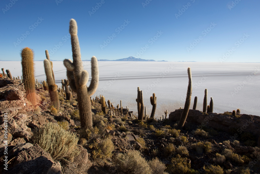 Landscape view of La isla del Pescado Uyuni Landscape view of La isla del Pescado Uyuni