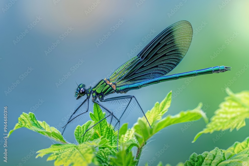 A Close-up of a Damselfly. Beautiful simple AI generated image A Close-up of a Damselfly. Beautiful simple AI generated image